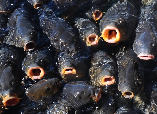fish, lake mead marina